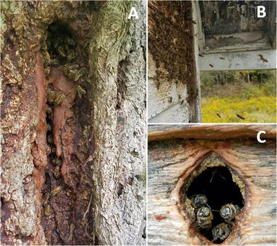 The Role of Pathogen Dynamics and Immune Gene Expression in the Survival of Feral Honey Bees